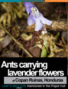 Ants carrying lavender flowers at Copan Ruinas, Honduras. Leaf Cutting Ants mentioned in the Popol Vuh