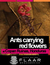 Ants carrying red flowers at Copan Ruinas, Honduras