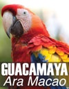 Guacamaya, Ara Macao