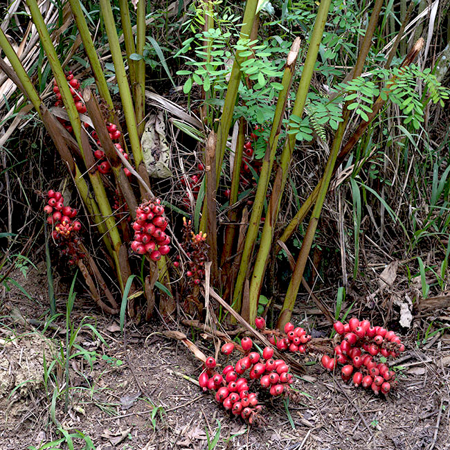 Renealmia aromatica