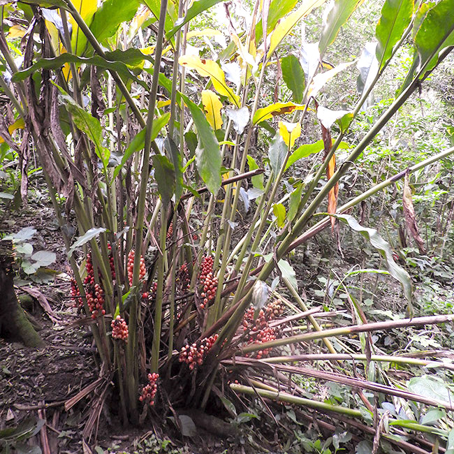 Renealmia aromatica