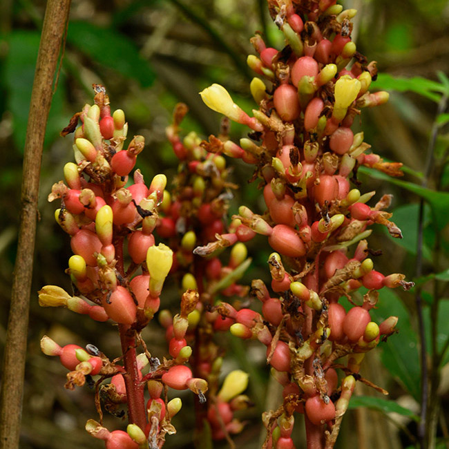 Renealmia aromatica