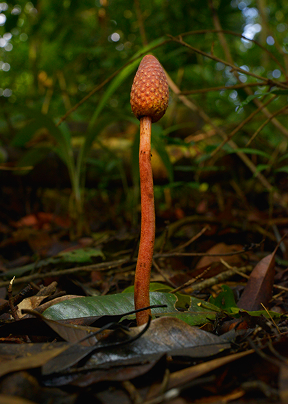 Mushroom-Las-Guacamayas-forest-Peten-Guatemala-image