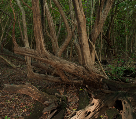 palo de Campeche tinto Haematoxylum campechianum Guatemala Belize logwood