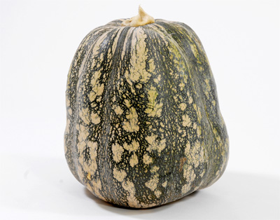 Ayote (Cucurbita pepo)