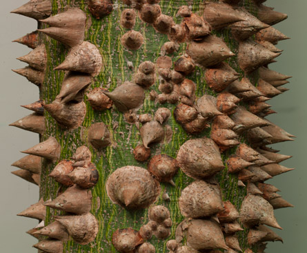 Ceiba Pentandra with spines