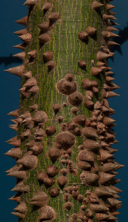 Ceiba Pentandra with spines