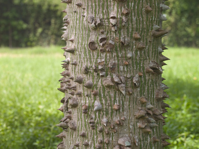 Ceiba Pentandra