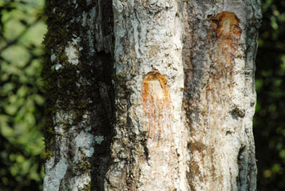 Inciense, Insienso Copal pom, Protium copal, Maya Archaeology