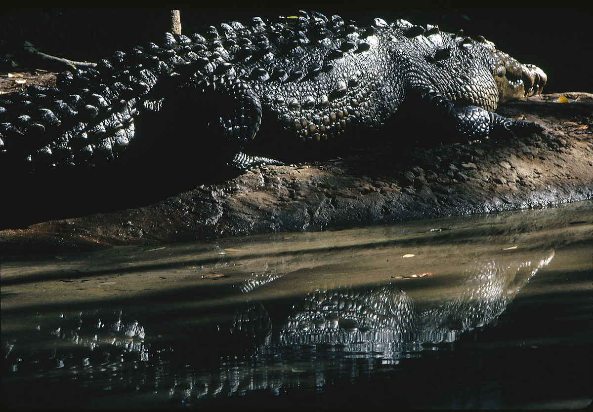 35tk_Crocodile_02-PS-NH-FLAAR