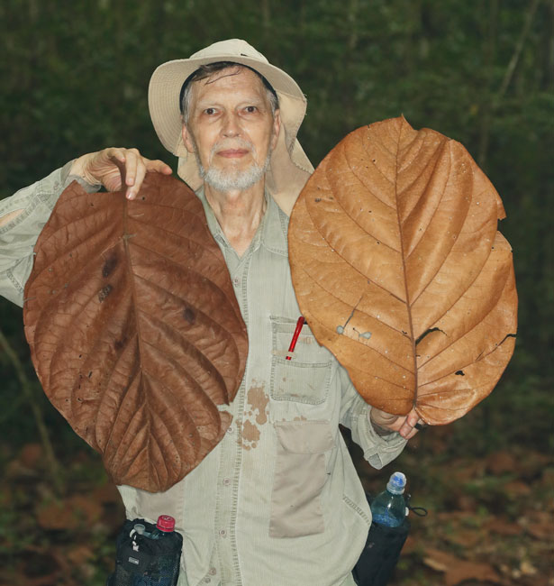 Coccoloba-belizensis in Sayaxhe Dr Nicholas Hellmuth FLAAR
