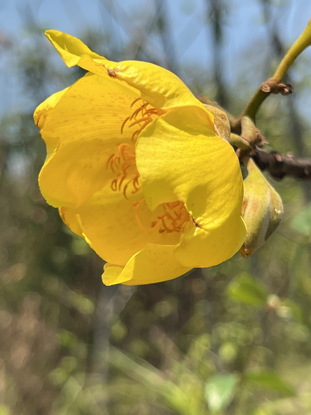 Cochlospermum-vitifolium-Tecomasuche-Mayan-food-trees-PNLT