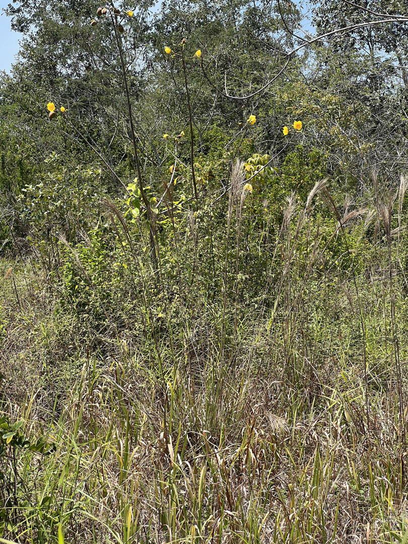 Cochlospermum-vitifolium-Tecomasuche-Mayan-food-trees