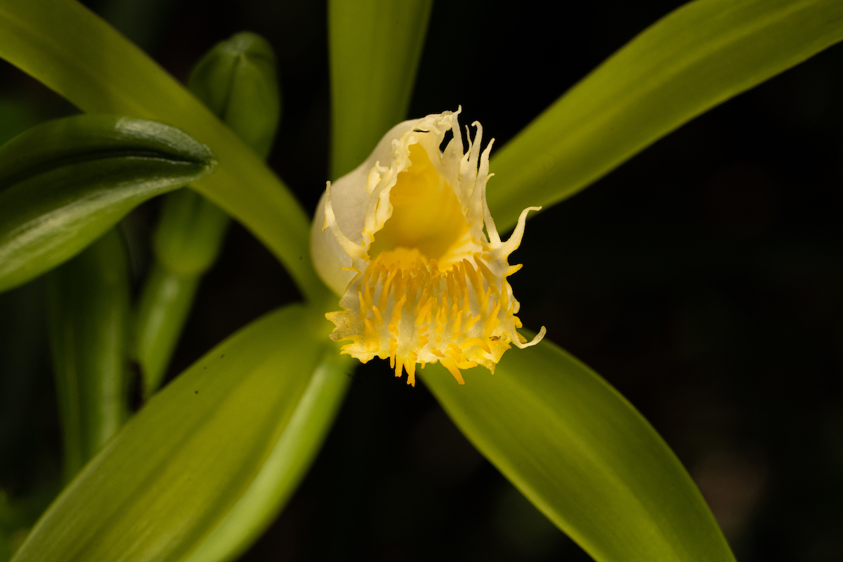 Edible_vanilla_orchids_grows_wild_throughout_the_Maya_Lowlands_and_Maya_Highlands