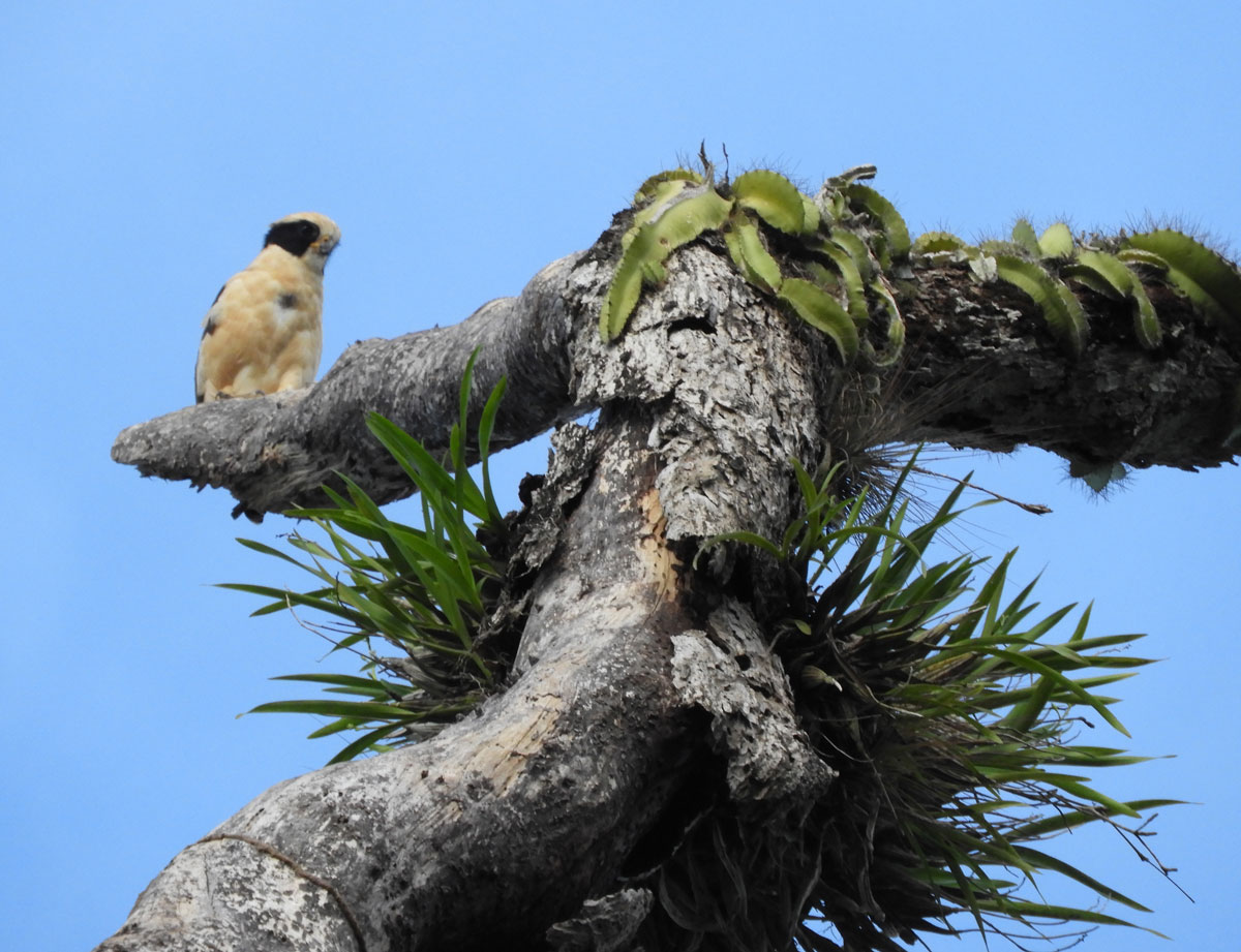 Herpetotheres cachinnans laughing Falcon