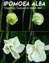 Ipomoea alba, Moonflower, is a morning glory that opens at night
