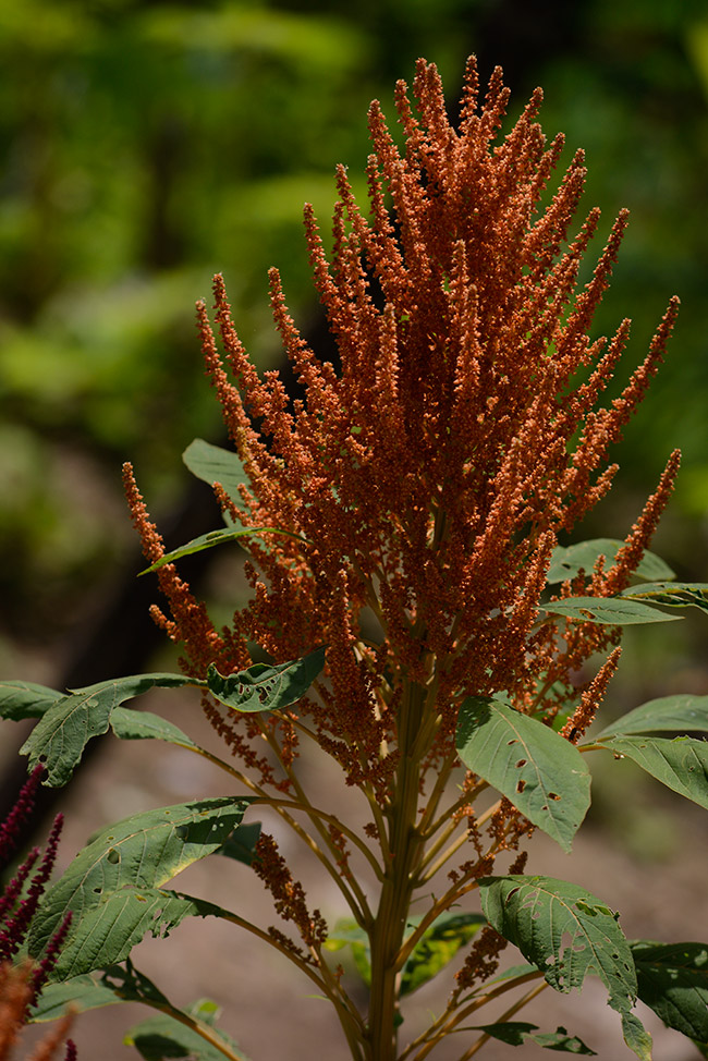 Amaranthus-bledo-Lanquin-to-Cahabon-Jul-1-2015-NH-image-DSC1130