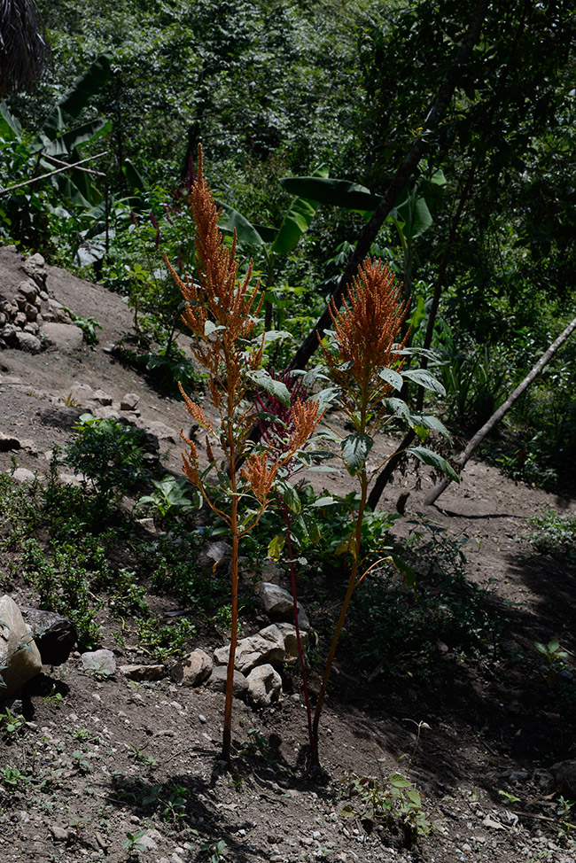 Amaranthus-bledo-Lanquin-to-Cahabon-Jul-1-2015-NH-imageDSC1136