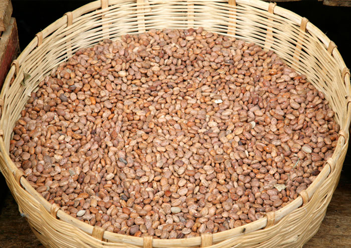 Ethnobotany-beans-frijoles-image-Maya-agriculture-002