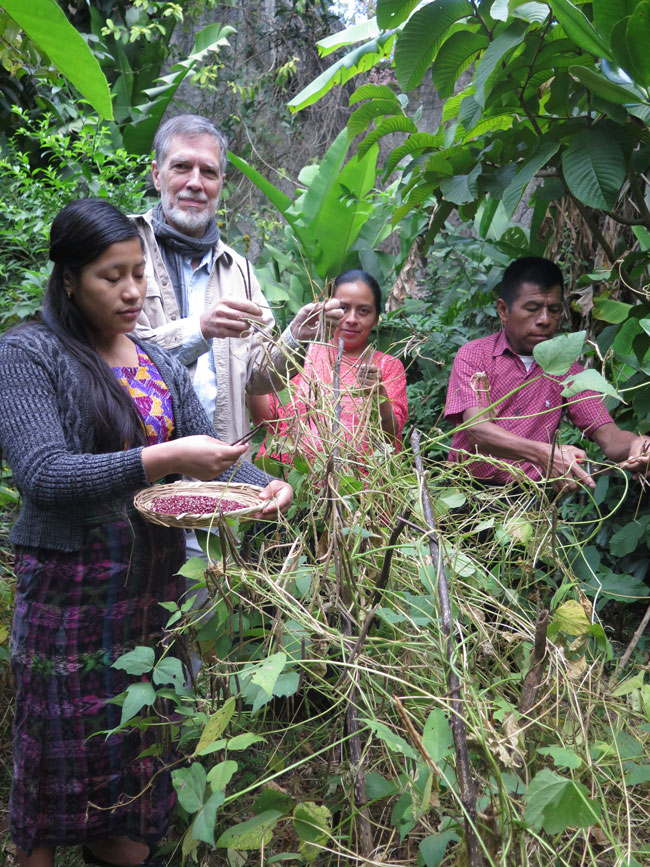 beans-frijoles-image-Maya-agriculture-Kekchi-Alta-Verapaz-Guatemala 0163