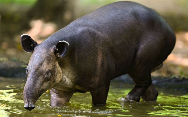 Tapir, Tapirus bairdii