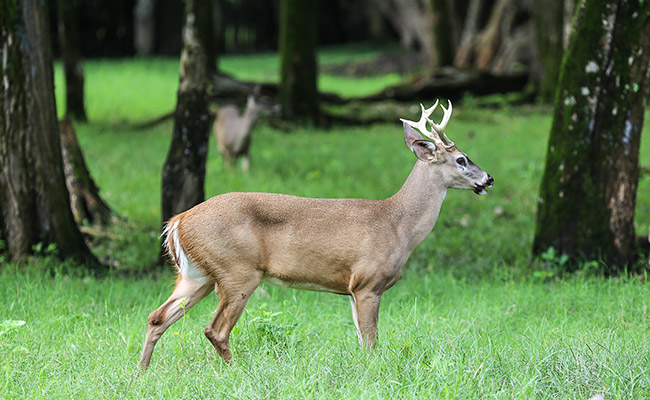 Odocoileus virginianus white tailed deer autosafari photography 9453