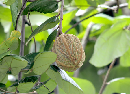 Pataxte, Theobroma bicolor, pataste, pataschte, chocolate