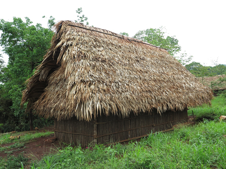 Corozo-palm-thatch-mayan-house-architecture-image