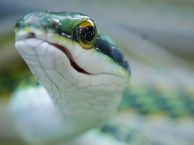 snake