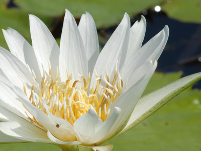 Waterlily