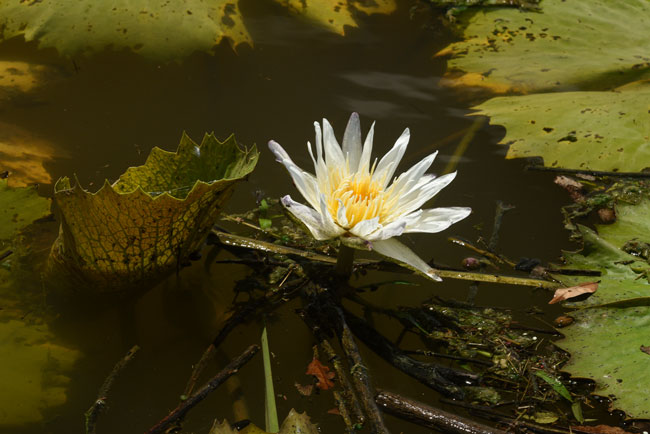 Nymphaea-ampla-waterlily-Laguna-Petexbatun-near-hotel-D810-200mm-Oct-11-2019-Nicholas-Hellmuth-FLAAR-Mesoamerica-0641