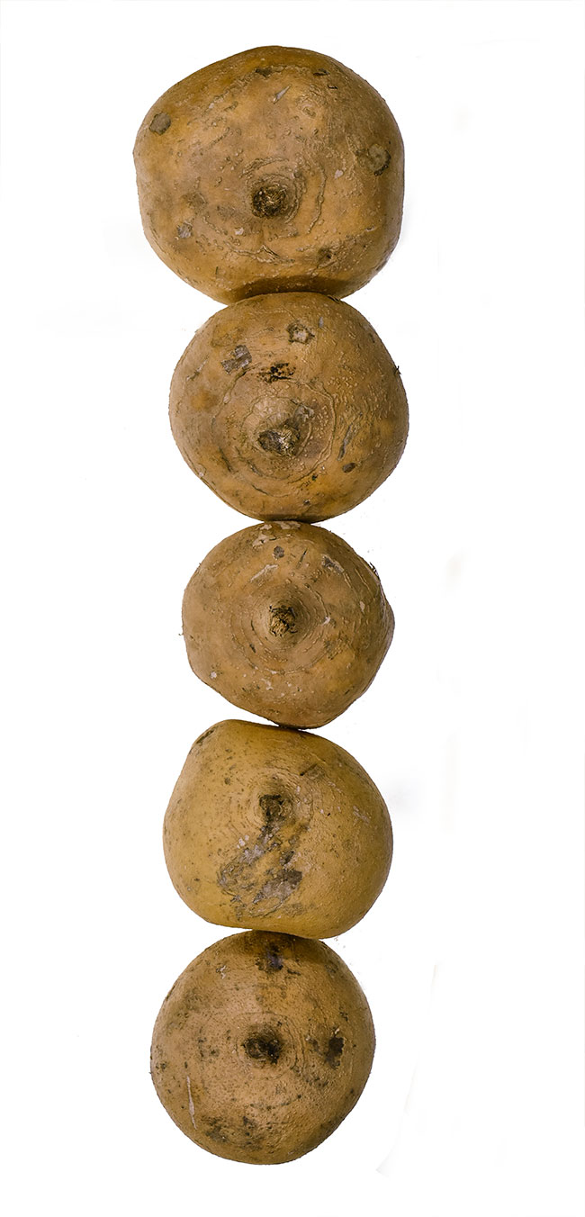 Pachyrhizus-erosus-jicama-FLAAR-studio-8418