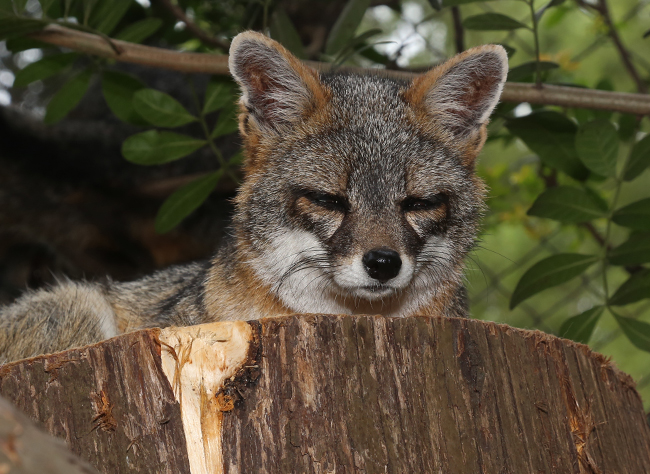 Urocyon cinereoargenteus grey fox Aurora zoo image IMG 9809