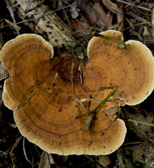 Yaxha trametes versicolor turkey tail mushroom coloring