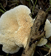 Yaxha trametes versicolor turkey tail mushroom coloring