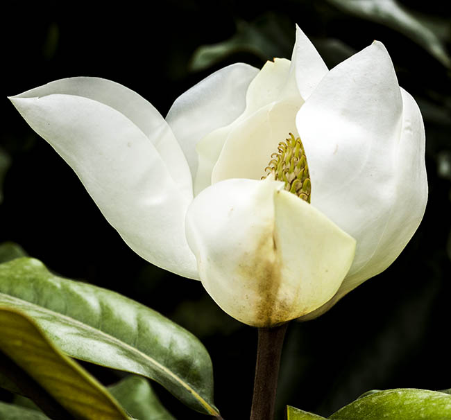 magnolia-talauma-mexicana-photo-10K9163