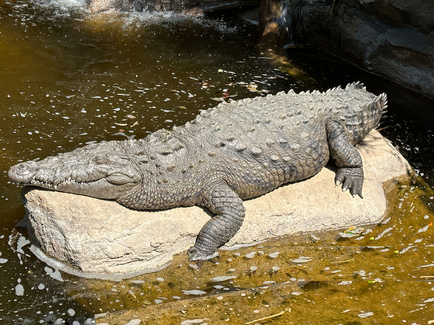 crocodile-native-to-Guatemala-Parque-Zoologico-La-Aurora-iPhone-14-Pro-Max-Nicholas-Hellmuth-FLAAR-Photo-Archive-Feb-23-2023-3698-Norma