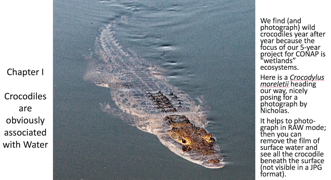 crocodile-species-mexico
