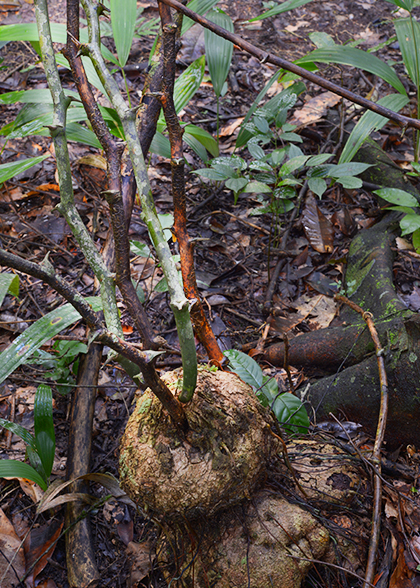 Smilax-Las-Guacamayas-Peten-Guatemala-photograph