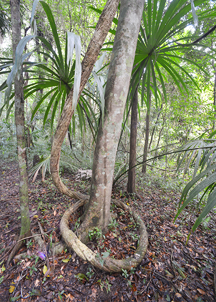 Tree-vines-Las-Guacamayas-Peten-Guatemala-photograph