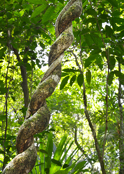 Vine-Las-Guacamayas-tree-Peten-Guatemala-image