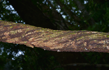 Vines-Las-Guacamayas-Peten-forest-Guatemala-image