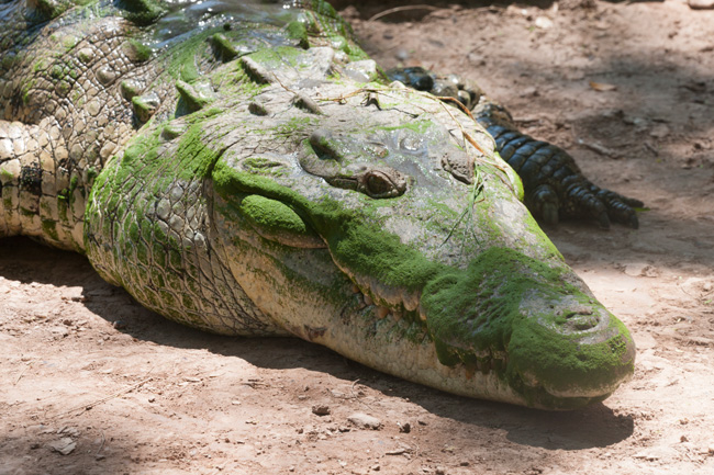 fig-1-crocodylus-acatus-american-crocodile-1296-web