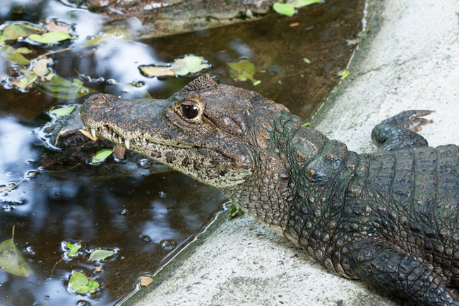 fig-3-caiman-crocodiles-spectacled-caiman-0879