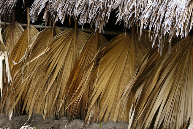 Palm-tree-thatch-Canal-de-Chiquimulilla-Oct-12-9902