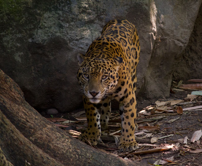 Panthera-onca-Jaguar-autosafari-chapin-SM-9277