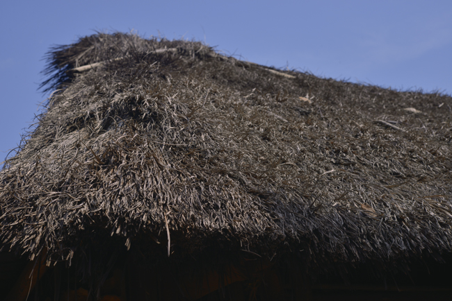 Ak-grass-thatch-cahabon-Dec-24-2014-image-DSC1079-