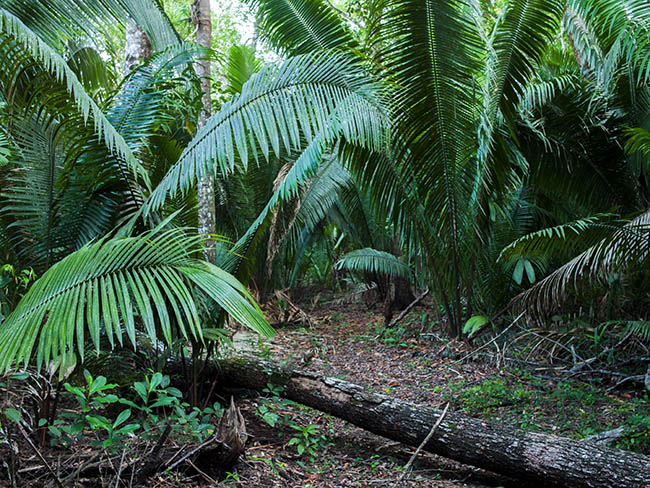 corozo palms Petexbatun Caribe 316