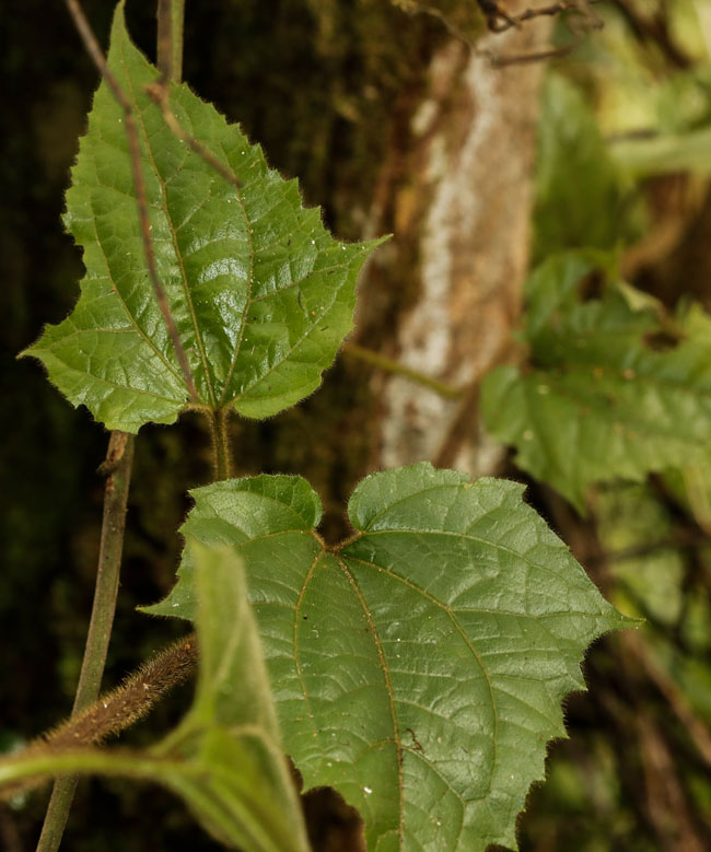 Wigandia urens, family Hydrophyllaceae, Tabaco tree, ortiga, chichiaste guatemala