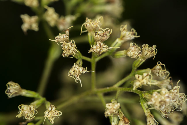 Wigandia urens, family Hydrophyllaceae, Tabaco tree, ortiga, chichiaste guatemala